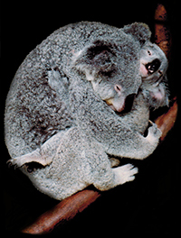 Koala mom and baby