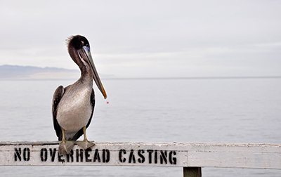 Pelican on pier at Pismo Beach, CA