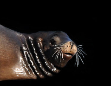 Sealion